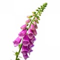 A foxglove with bell-shaped flowers Royalty Free Stock Photo