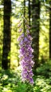 Foxglove Blossoms Royalty Free Stock Photo