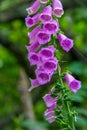 Foxglove Blossoms Royalty Free Stock Photo