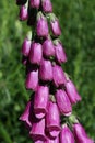 Foxglove Royalty Free Stock Photo