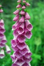 Foxglove (digitalis purpurea)