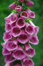 Foxglove (digitalis purpurea)