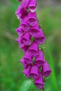 Foxglove Digitalis Purpurea Royalty Free Stock Photo