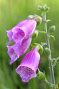 Foxglove (Digitalis purpurea) close-up Royalty Free Stock Photo