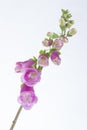 Foxglove Digitalis, purpurea Royalty Free Stock Photo