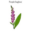 Foxglove Digitalis purpurea medicinal and flowering plant