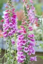 Foxglove, Digitalis purpurea pink flowers Royalty Free Stock Photo