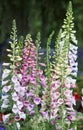 Foxglove, Digitalis purpurea pink flowers Royalty Free Stock Photo