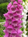 Foxglove - Digitalis purpurea (Scrophulariaceae) Royalty Free Stock Photo