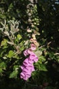 Foxglove, digitalis purpurea, in sunlight Royalty Free Stock Photo