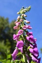 Foxglove Digitalis purpureain the flower garden. Royalty Free Stock Photo