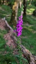 Foxglove DigitalisWild plant uk