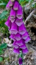 Foxglove DigitalisWild plant uk