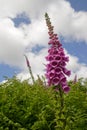 Foxglove and ferns Royalty Free Stock Photo