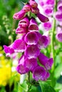 Foxglove flower