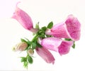 Foxglove flower Royalty Free Stock Photo