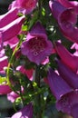 Foxglove flower close up. Purple pink tall Foxglove Flower Royalty Free Stock Photo