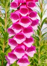 Foxglove flower foxgloves flowers