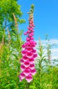 Foxglove flower foxgloves flowers