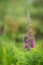 Foxglove flower growing on Cornish coast Royalty Free Stock Photo