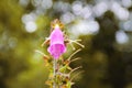 Foxglove flower plant close up Royalty Free Stock Photo