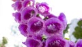 Foxglove flower in sunbeams of beautiful lilac color Royalty Free Stock Photo