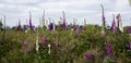 foxglove flower Royalty Free Stock Photo