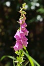 Foxglove flower. Royalty Free Stock Photo