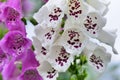 Foxglove flower. Royalty Free Stock Photo