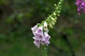 Foxglove flower. Royalty Free Stock Photo