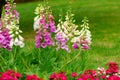 foxglove flowers