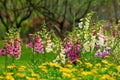 Foxglove flowers