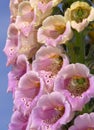 Foxglove Flowers Royalty Free Stock Photo