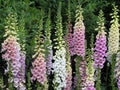 Foxglove flowers Royalty Free Stock Photo