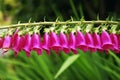 Foxglove flowers