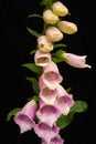 Foxglove flowers on black. Royalty Free Stock Photo