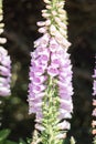 Foxglove flowers on black background