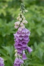 Foxglove flowers close up. Digitalis purpurea