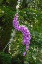 Foxglove Flowers Curving Growth Forest Background