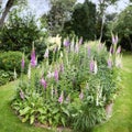 Foxglove flowers growing in a green park. Gardening perennial purple flowering plants grown as decoration in a neat