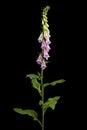 Foxglove flowers, lat. Digitalis, isolated on black background Royalty Free Stock Photo