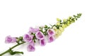 Foxglove flowers, lat. Digitalis, isolated on white background Royalty Free Stock Photo