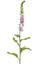 Foxglove flowers, lat. Digitalis, isolated on white background Royalty Free Stock Photo