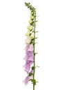 Foxglove flowers, lat. Digitalis, isolated on white background Royalty Free Stock Photo