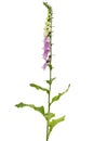 Foxglove flowers, lat. Digitalis, isolated on white background Royalty Free Stock Photo