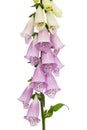 Foxglove flowers, lat. Digitalis, isolated on white background Royalty Free Stock Photo