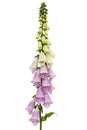 Foxglove flowers, lat. Digitalis, isolated on white background Royalty Free Stock Photo