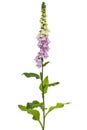 Foxglove flowers, lat. Digitalis, isolated on white background Royalty Free Stock Photo