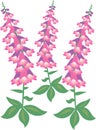 Foxglove flowers