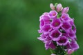 Foxglove or Fox Glove - Macro Royalty Free Stock Photo